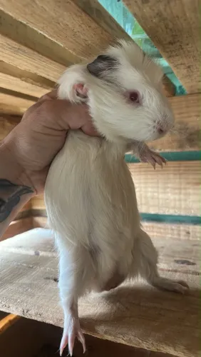 Porquinho da índia 