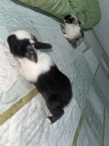 Vendo coelho urgente