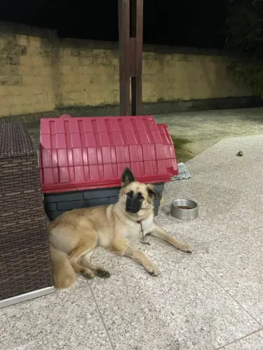 Doa-se Cachorro