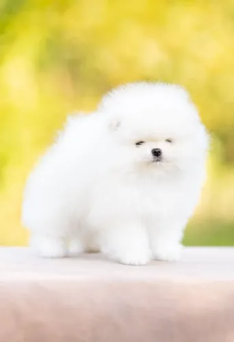 Filhotes de Spitz Alemão | Filhote carinhoso e cheio de ternura.