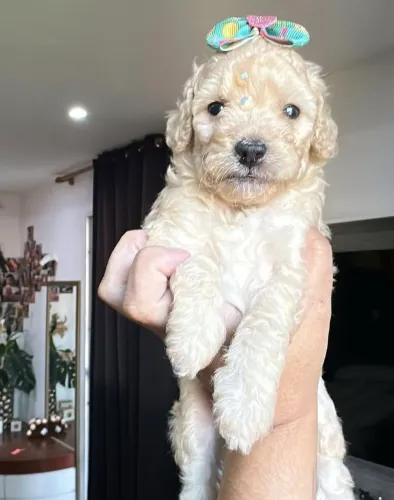 Poodle toy lindos- Melhor presente.