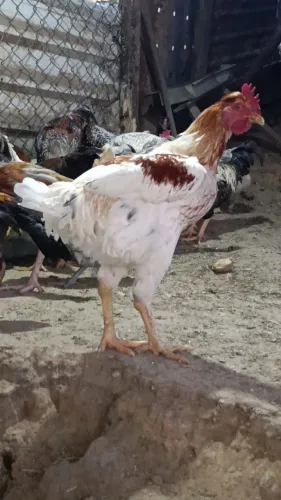 Frango Mestiço GSB x Caipira Gigante 