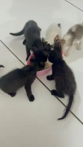 Doação gatinhos
