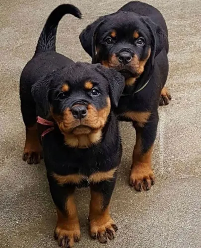 Rottweiler Afeto que chega junto com confiança