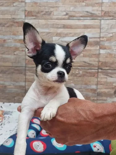 Filhote de chihuahua