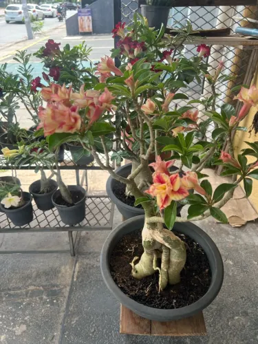 Rosas do deserto com caudex cores especiais negra, amarela, rosas simples e dobradas