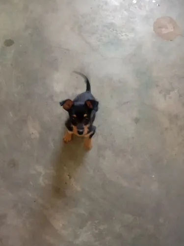 Cachorro ? pixe