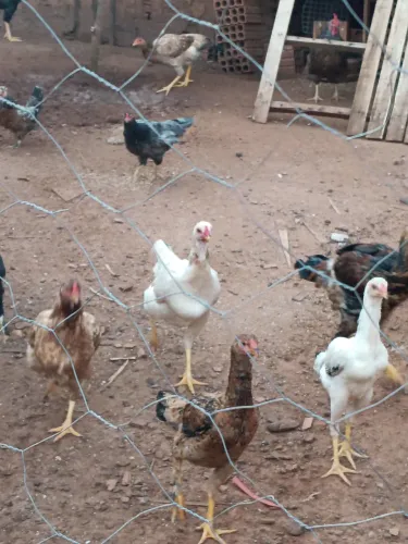 Vende- se frangos e galinhas
