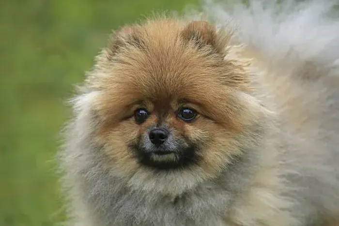 Spitz Alemão Encantador ?
