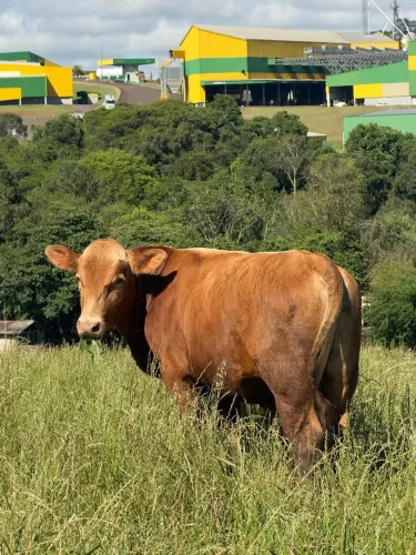 Touro Senepol