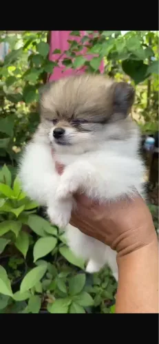 Spitz alemão fêmea ursinho anão e blu merle