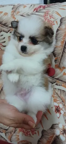 Lulu da pomeranea vacinado macho com 55 dias
