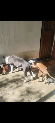 Filhote pitbull 
