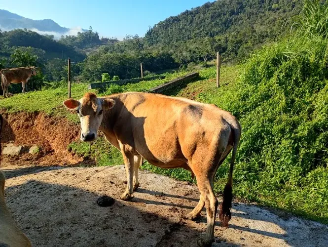 Vaca Jersey prenha 