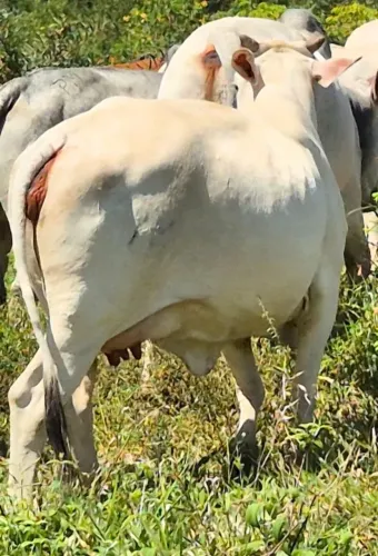 Vacas gordas