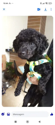 Poodle macho