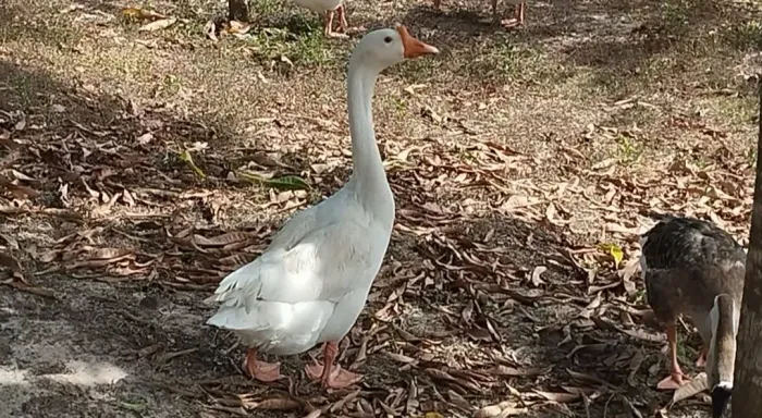 GANSO BRANCO 