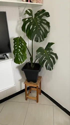 Planta Costela de Adão 