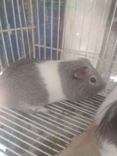 Porquinho da índia