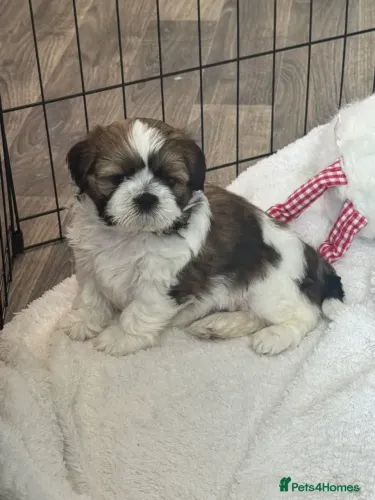 Shih Tzu/ Shitzu filhotinhos brincalhões de pelo macio macho e fêmea com garantias