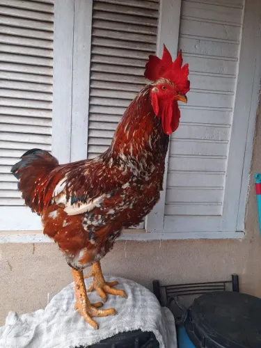 LOTE DISPONÍVEL PINTINHOS GSB BALÃO