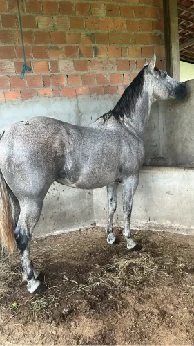 Cavalo de esteira