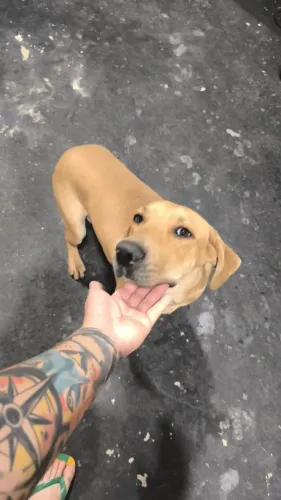 Doação cachorro Fila Brasileiro 