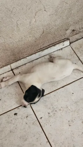 Filhotes para adoção 