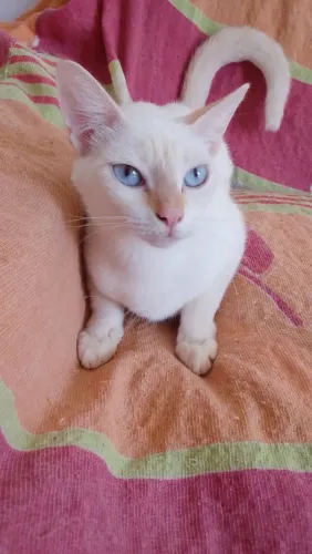 Gatinhos para adoção responsável 