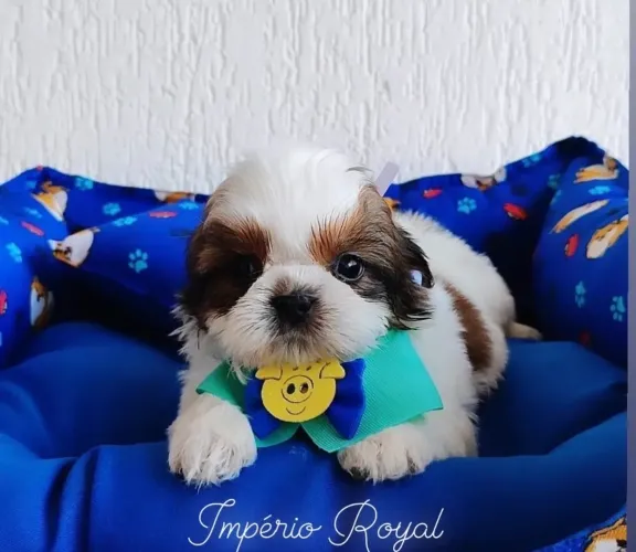 Shihtzu Machinho Tricolor muito fofo