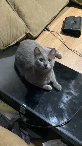 Gatinha pra adoção castrada