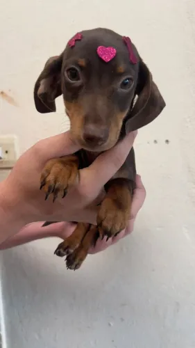 Elegância e presença em um Dachshund