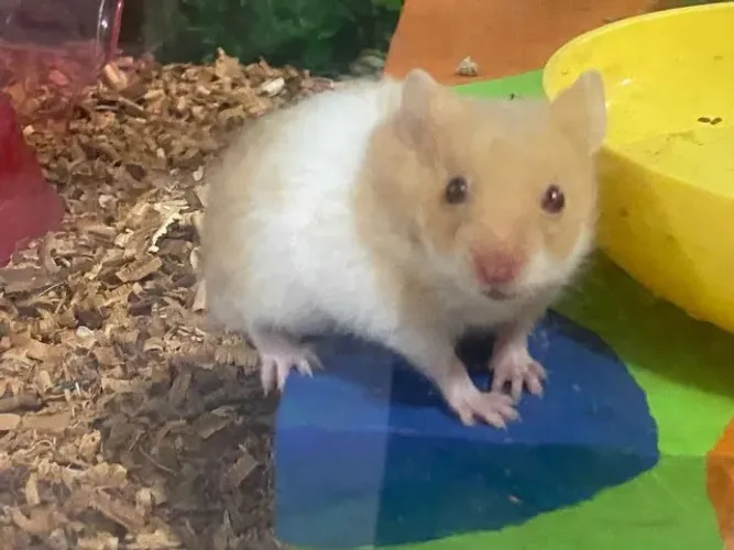Hamster sírio