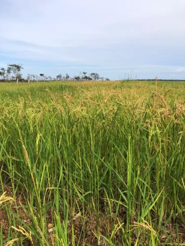 Fazenda de arrendamento 3.600hec a 100km de Juara MT.