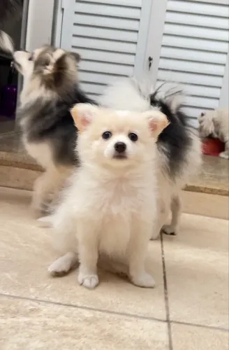 Filhote Fêmea Lulu da Pomerânia Branca