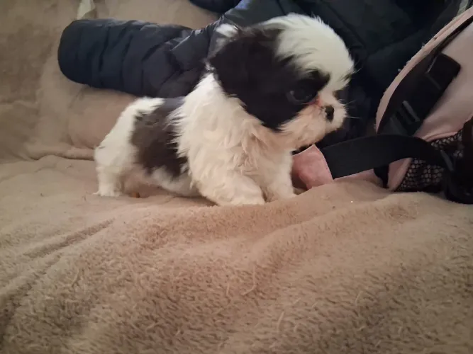 Promoção de shih tzu