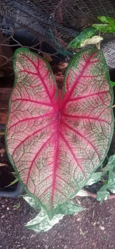 Planta caladium