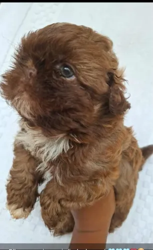 Shih Tzu filhotes pequenos disponíveis