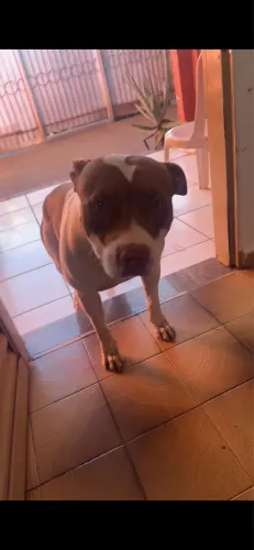 Procura Pitbull fêmea para o meu Pitbull para tirar filhotes....