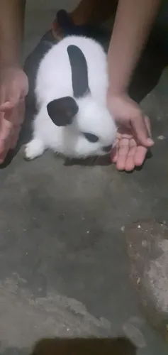 Coelhos 