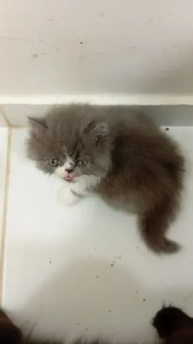 Vendo Gatinho Persa
