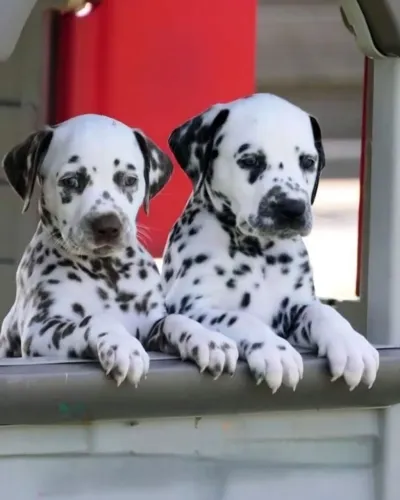 dalmata com 1 vacina