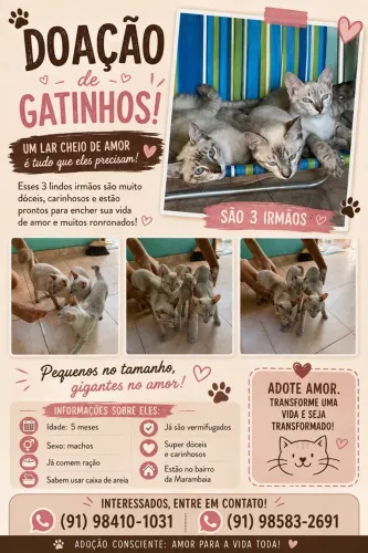 GATINHOS PRA DOAÇÃO RESPONSÁVEL