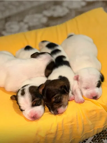 Os cachorrinhos do filme O máscara