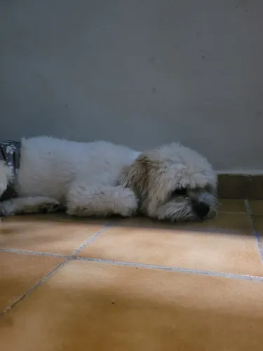Cachorro 