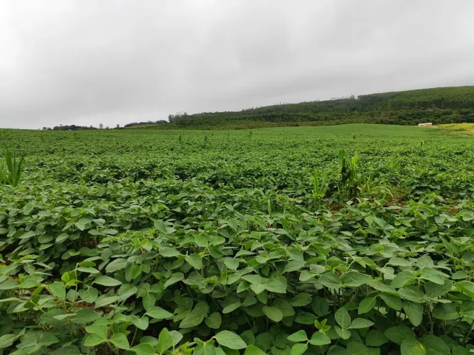 Chácara EXCELENTE SÍTIO A VENDA EM PILAR DO SUL-SP ?? - Área Total 4 Alqueires - 3,5 Alque