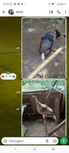 Vende cê casal de perú valor 300