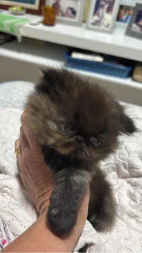 Gatinha persa Exótica pura