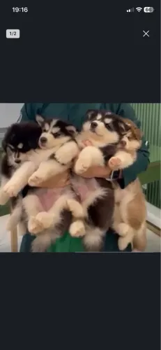 Filhotes De Husky Siberiano !!