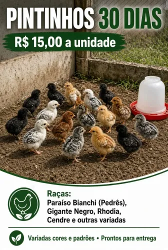 Pintinhos 30 dias - R$ 15,00 a unidade | Raças variadas